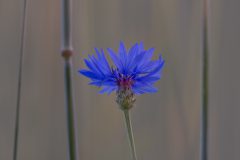 Monique Achterberg - Korenbloem