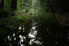 Willy van Lanen - Bos