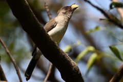 KeesvanderLee1-Gambia-11-23