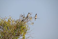 KeesvanderLee2-Gambia-11-23