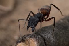 Rene-Steenbakkers_Natuur-in-Beeld_33