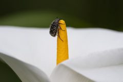 Rene-Steenbakkers_Natuur-in-Beeld_34