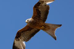Rene-Steenbakkers_Natuur-in-Beeld_36