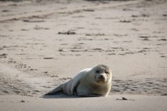 Jonge zeehond