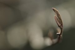 Willy-3-Macrospel