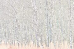 jan-albert-hellings-1-Berken