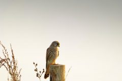 Gerry-van-Meurs-1-2-NIB-dec