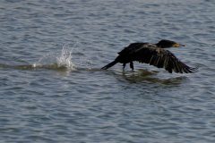 Gerry-van-Meurs-Aalscholver-DSC00852-NIB-dec