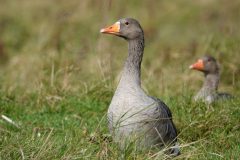 Gerry-van-Meurs-gansDSC06933-NIB-dec