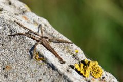 Gerry-van-Meurs-kraamwebspin-DSC06974-NIB-dec