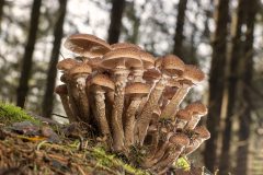 MAH_01_NiB-Dec-2021_Zwammen_SAM8560