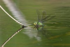 MAH_02_NiB-Dec-2021_Libel_DSC2560