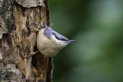 MAH_03_NiB-Dec-2021_Boomklever_DSC6813