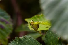 MAH_04_NiB-Dec-2021_Boomkikker_DSC4014