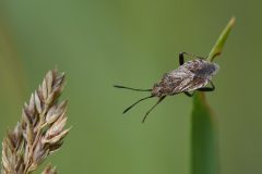 Schel-Mart-DSC-v-_1363