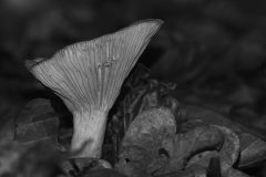 Gerry-van-Meurs-1-paddenstoel-zwart-wit-DSC07100