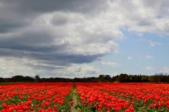 GVM4-bloembollenveld-Texel-DSC00533