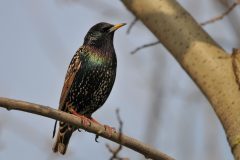 HVX02-DSC_73058c
