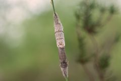 MAH_02_NiB_Juni-2021_Paring_Vlindr_Meriansborstel_DSC2457