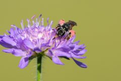 MAH_05_NiB_Juni-2021_Knautiabij_DSC0393