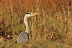 Henk-Vennix-2-Blauwe-reiger-DSC_81000c-kopie
