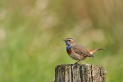 Henk-Vennix-4-Blauwborst-DSC_81322c-kopie