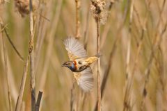 Henk-Vennix-5-Blauwborst-DSC_81331c-kopie