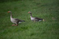 KeesvanderLee1-Drentse-Aa-Grauwe-gans-kopie