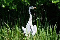 KeesvanderLee4-Tongelaar-Blauwe-reiger-kopie