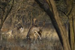 MAH_02_NiB-Nov-2021_Damherten_Paring1_DSC6414