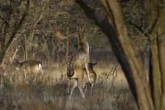 MAH_03_NiB-Nov-2021_Damherten_Paring2_DSC6416