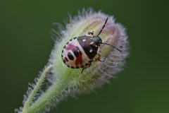 MAR-v-_8439