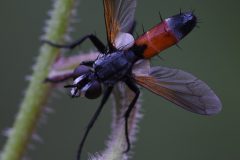 MAR-v-_8492