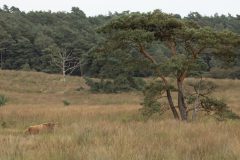 RvanEerd-NiB-ClubAvond-01-Schotse-Hooglander-rust-uit