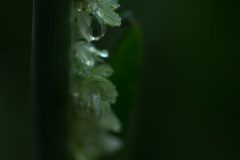Willy-1-gras-met-druppel
