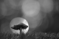 Willy-5-paddestoel-in-het-licht