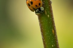 willy-3-lieveheersbeestje