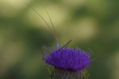 GES_v1205