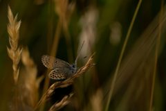 Gerry-van-Meurs2-vlinder