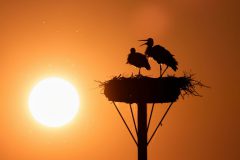Gerry-van-Meurs5-ooievaar-bij-zonsondergang-DSC05231