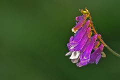 HVX01-DSC_74771c