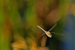 HVX02-DSC_74842c