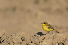 Hvdg-Zeeland-22-April-2020-HG6_3366