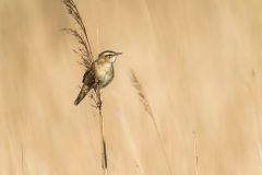 Hvdg-Zeeland-22-April-2020-HG6_3617