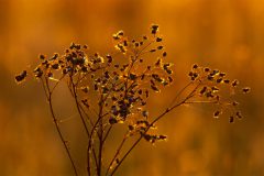 MAH-04_Tegenlicht_DSC5586_NiB-okt-2021-