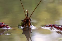 Monique Achterberg_02_Rode-rivierkreeft_DSC4250_NiB-Juli-2021