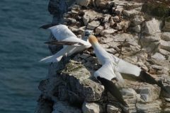 Gerry-van-Meurs-04261-2