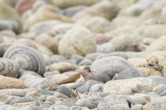 Gerry-van-Meurs-06048
