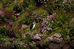 Gerry-van-Meurs-06544