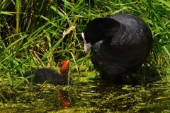 Gerry-van-Meurs-Meerkoet-met-jong-DSC04928_2